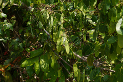 Dalbergia rubiginosa